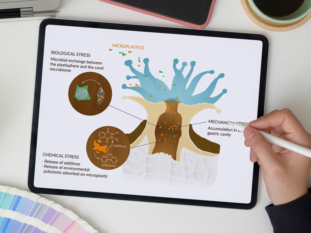 Illustration d'une anémone avec des microplastiques