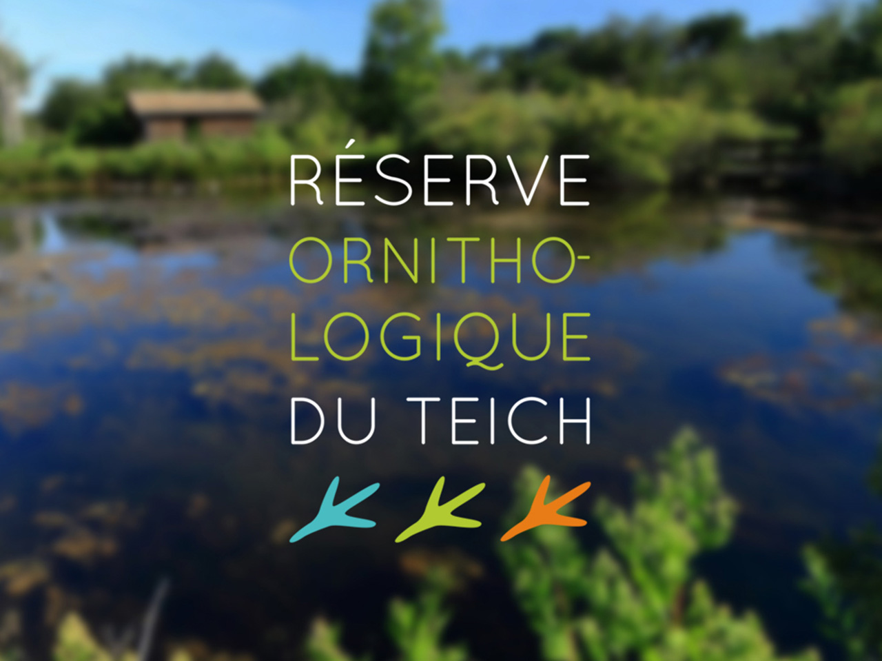 Logo fictif pour la Réserve ornithologique du Teich